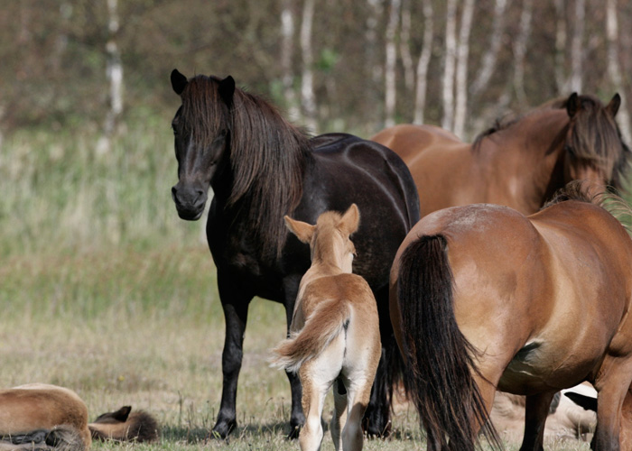 avl-af-islandske-heste